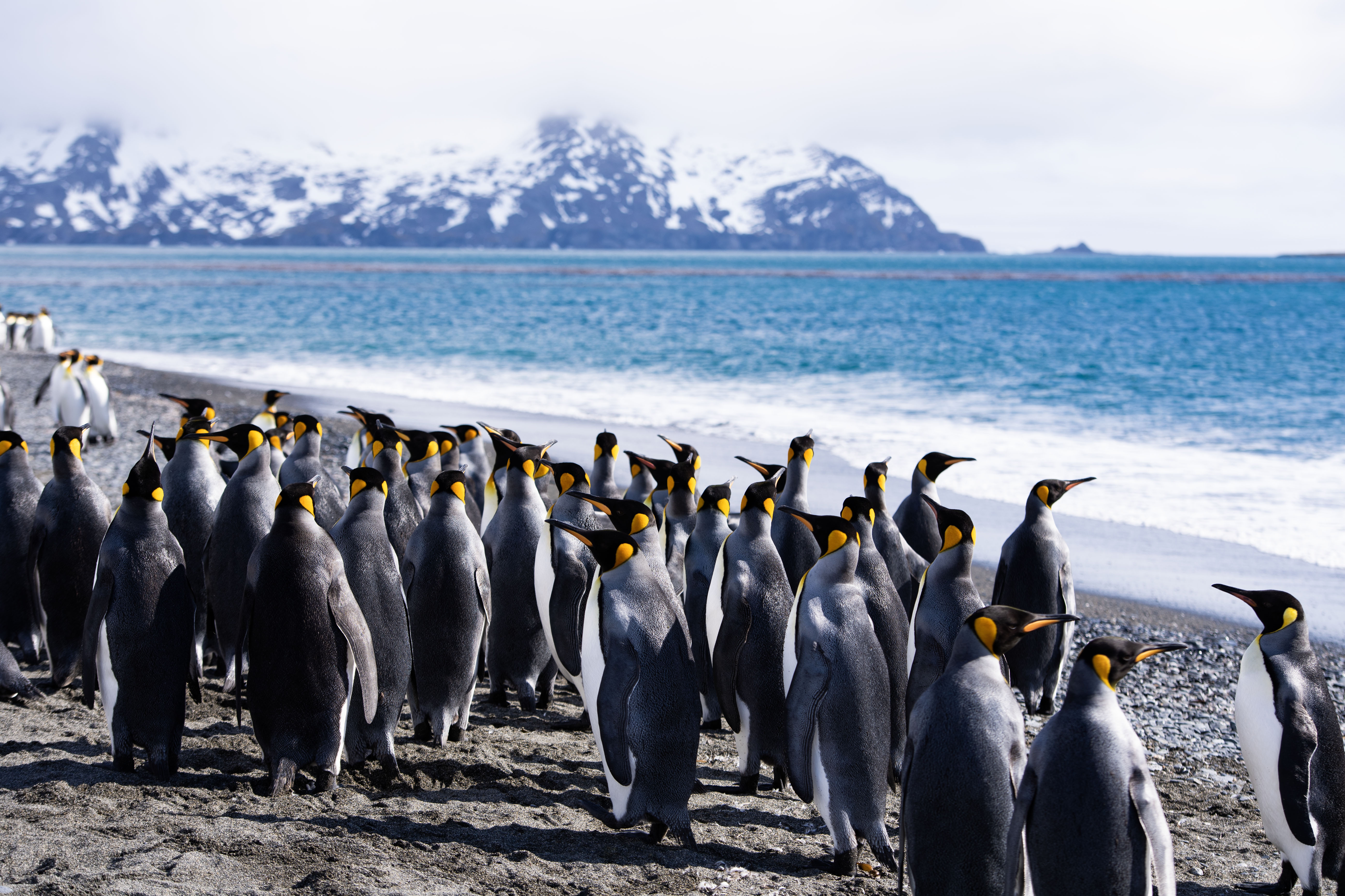 1771116880815749.jpg 南极见闻之三-7.jpg